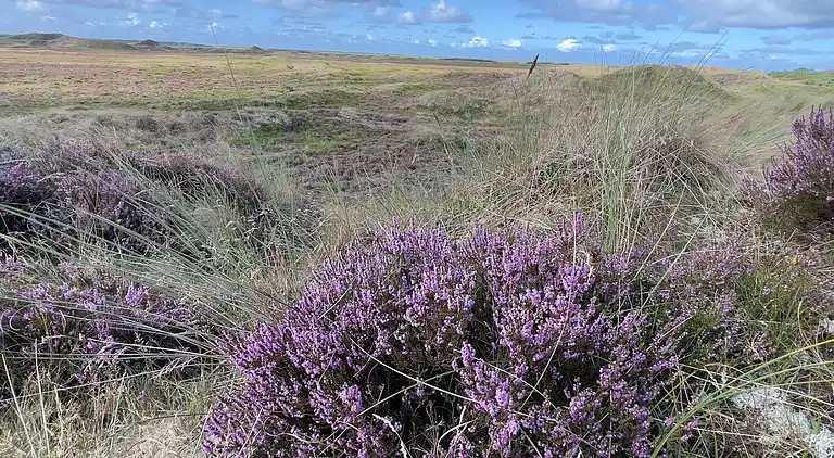 Sommerhus i Kongsmark