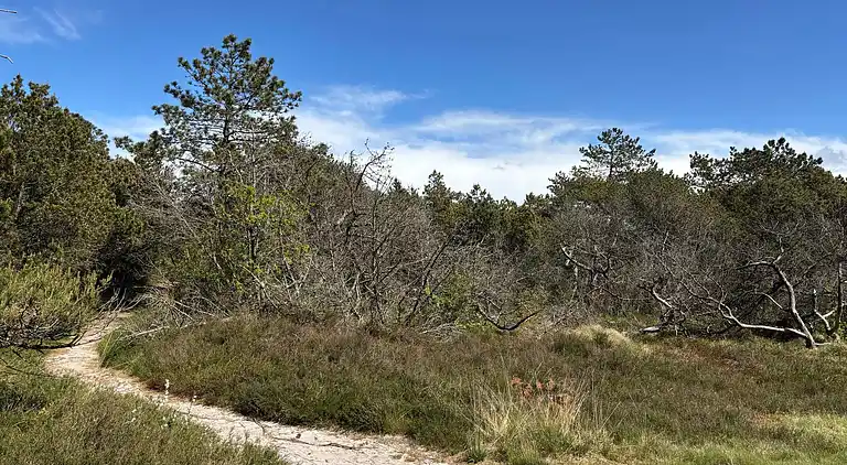 Sommerhus i Kongsmark