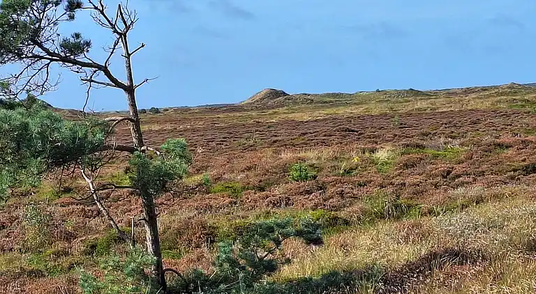 Sommerhus i Kongsmark