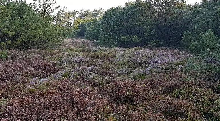 Sommerhus ved Skaven Strand