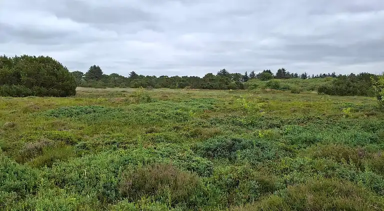 Sommerhus ved Skaven Strand