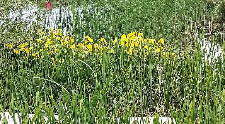 Holiday home in Humble