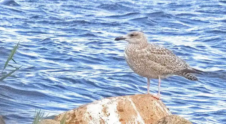 Maison de vacances en Ulfborg