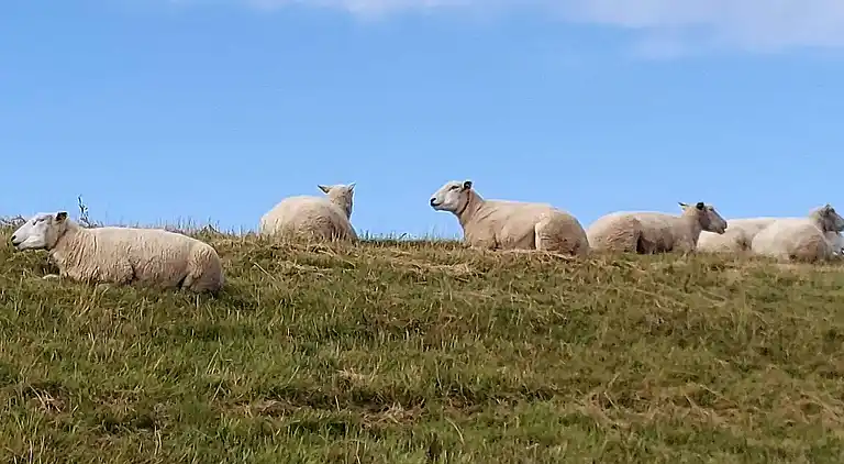 Semesterbostad i Højer