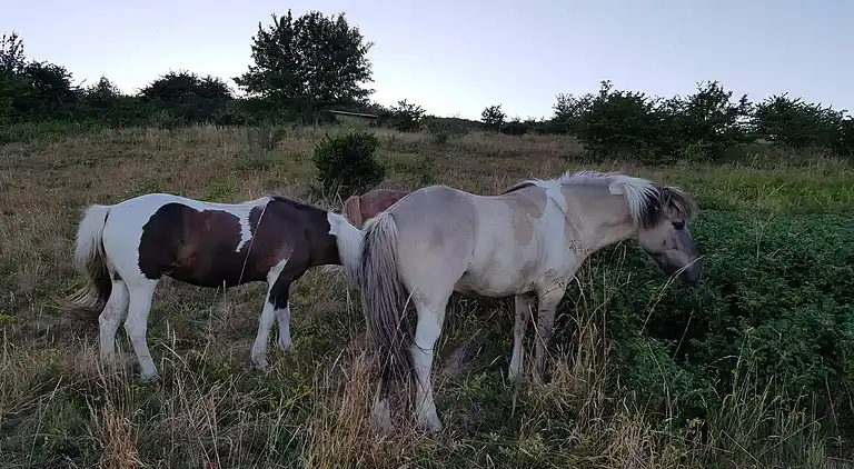 Holiday home in Knebel