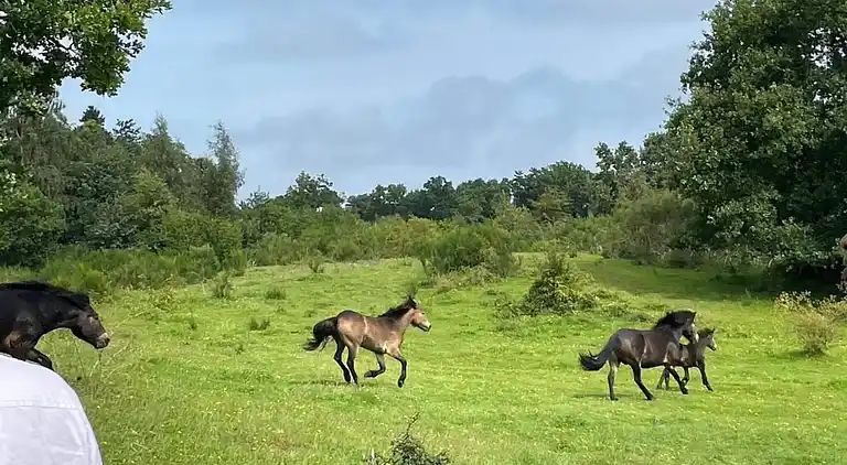 Holiday home in Knebel