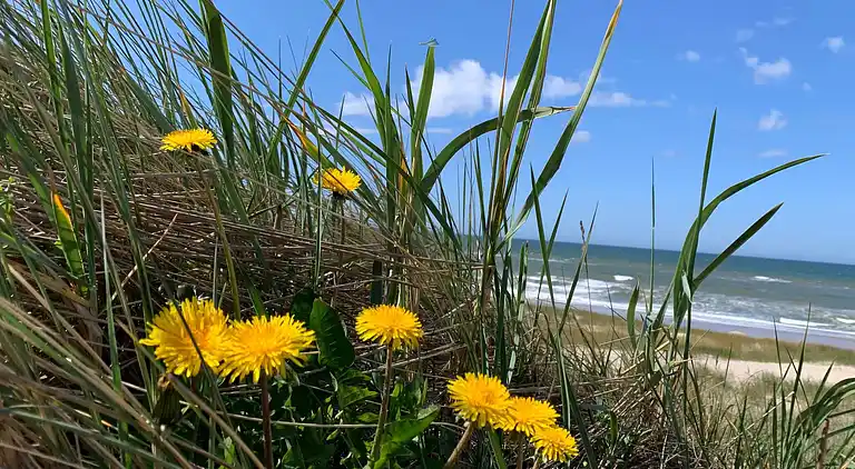 Sommerhus i Bjerregård
