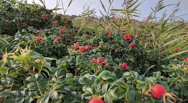 Semesterbostad i Hurup Thy