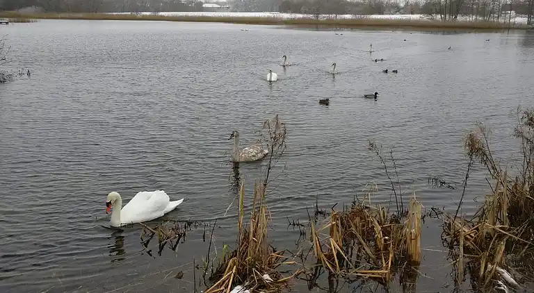 Holiday home in Esbjerg V