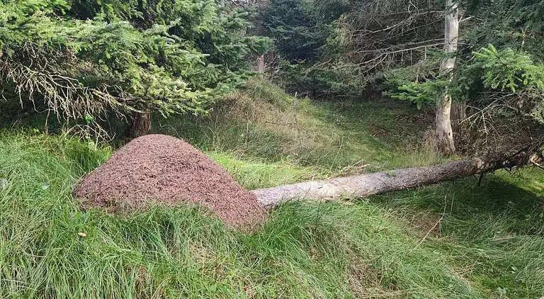 Vakantiehuis in Skallerup Klit