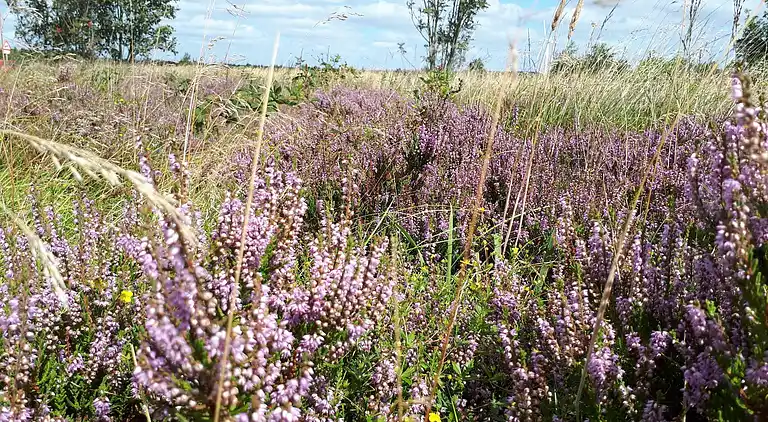 Holiday home in Esbjerg V
