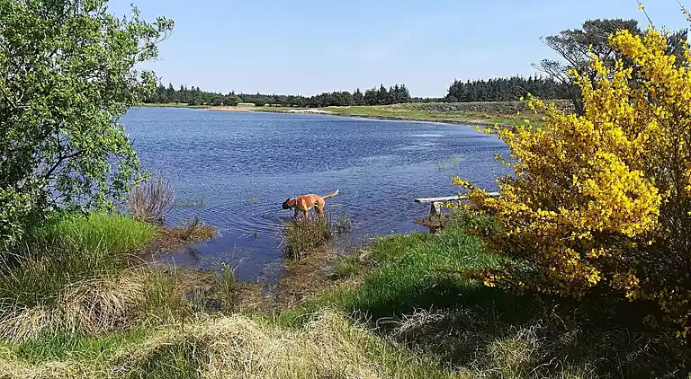 Ferienhaus in Grærup