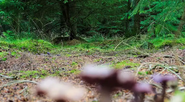 Feriebolig i Hovborg