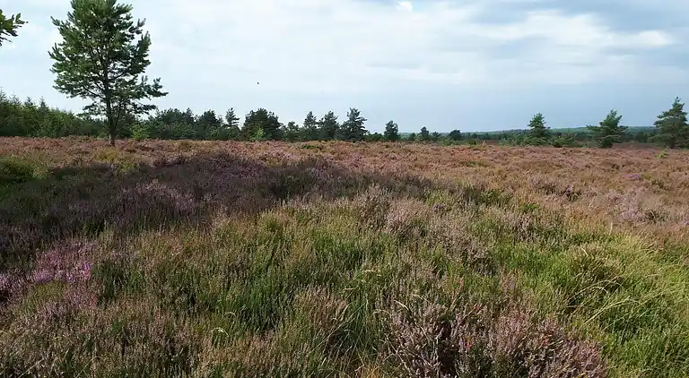 Feriebolig i Hovborg