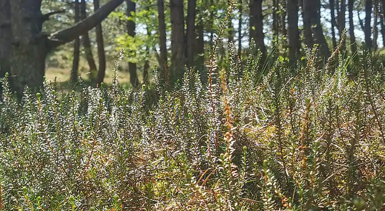 Sommerhus i Bolilmark