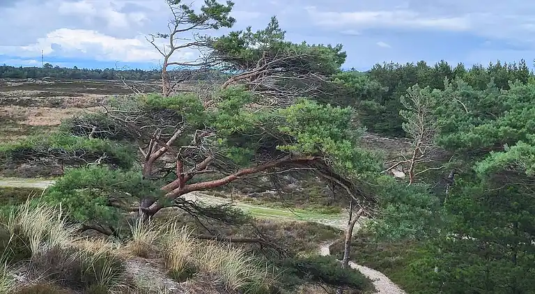 Sommerhus i Bolilmark