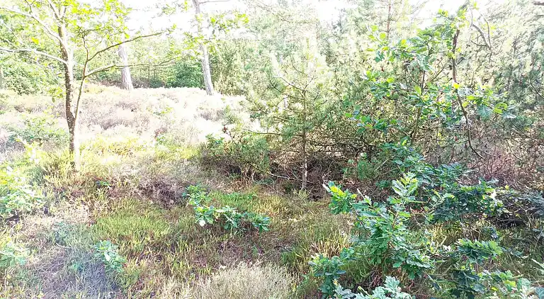 Sommerhus i Bolilmark