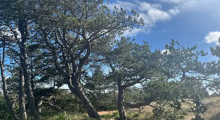 Sommerhus i Bolilmark