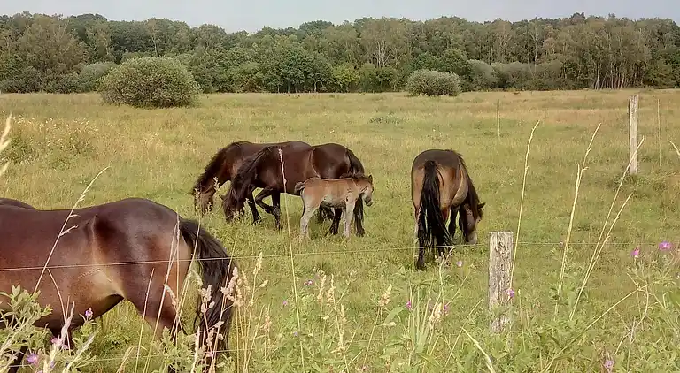 Holiday home in Ebeltoft