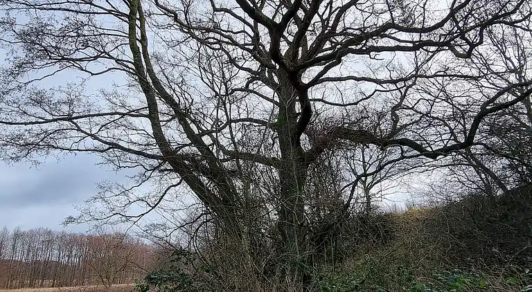 Holiday home in Fuglslev