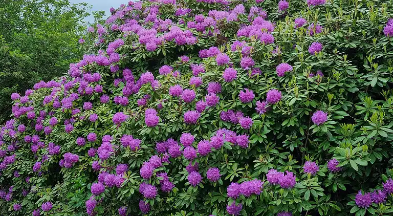 Semesterbostad i Højer