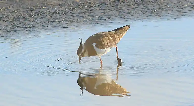 Semesterbostad i Højer