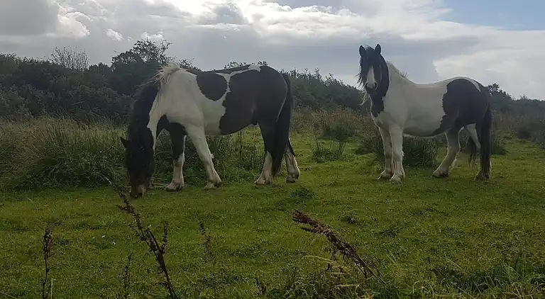 Holiday home in Fjerritslev