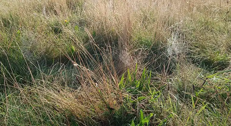 Ferienhaus in Lemvig