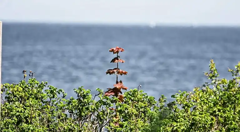 Sommerhus i Middelfart