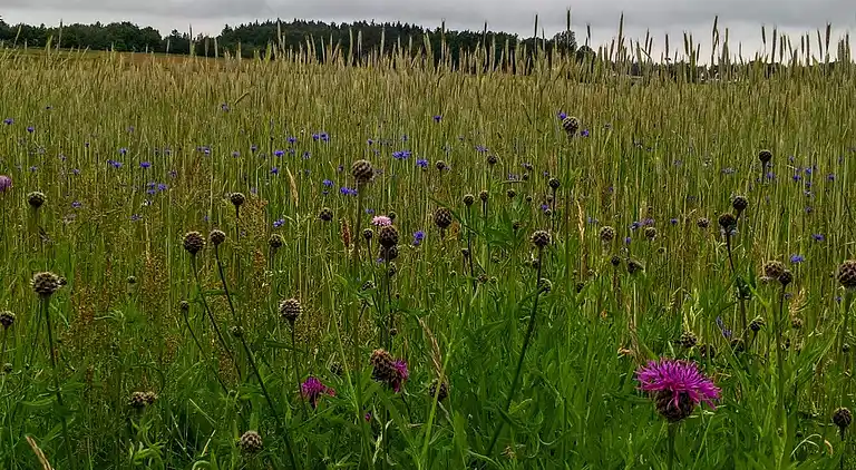 Holiday home in Fjerritslev