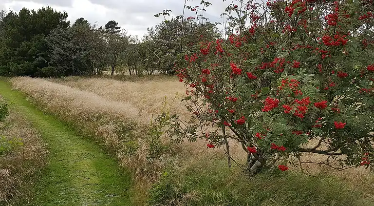 Holiday home in Fjerritslev