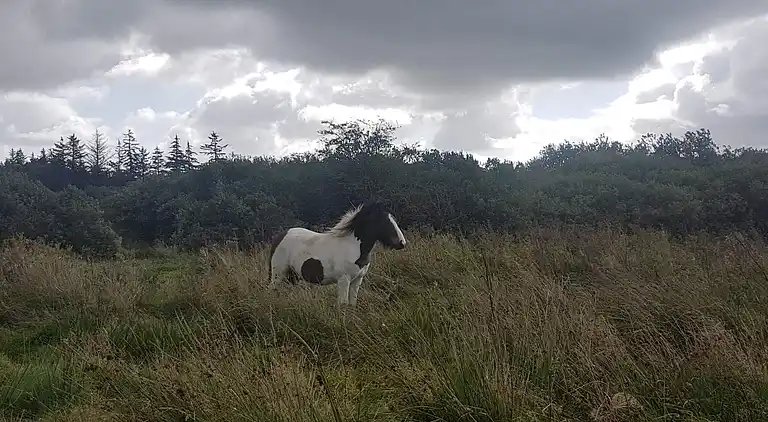 Holiday home in Fjerritslev