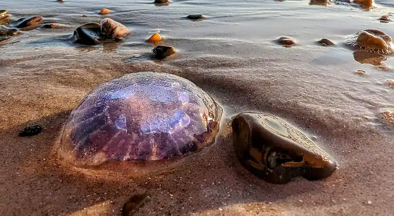 Holiday home in Blokhus