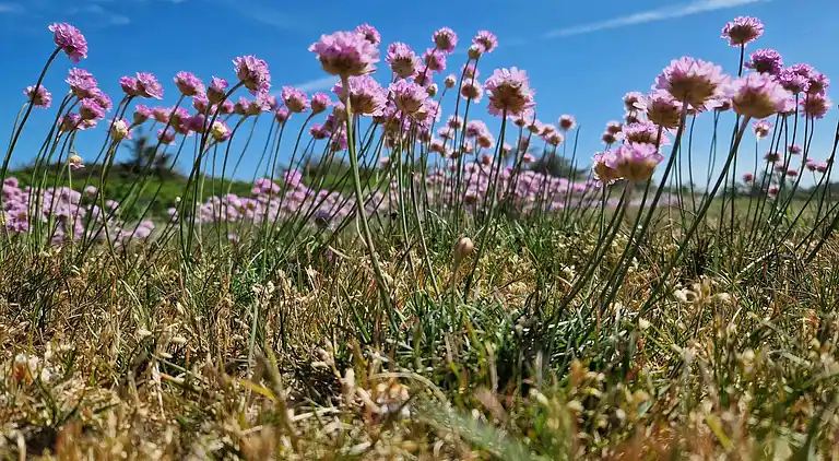 Feriebolig i Thisted