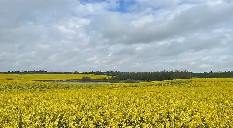 Feriebolig i Thisted