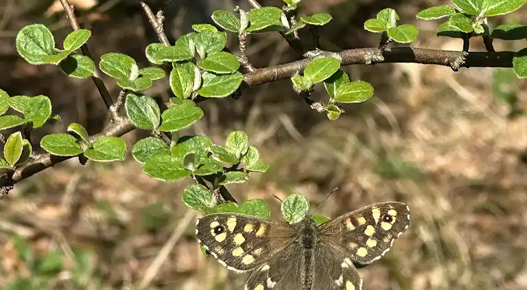 Moderniseret 70'er-sommerhus i skoven nær strand