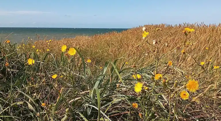 Feriebolig ved Vrist Strand
