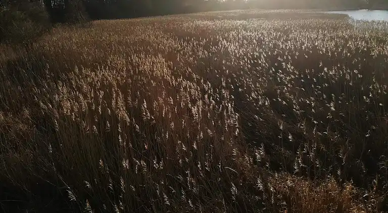 Sommerhus i Fugleslev