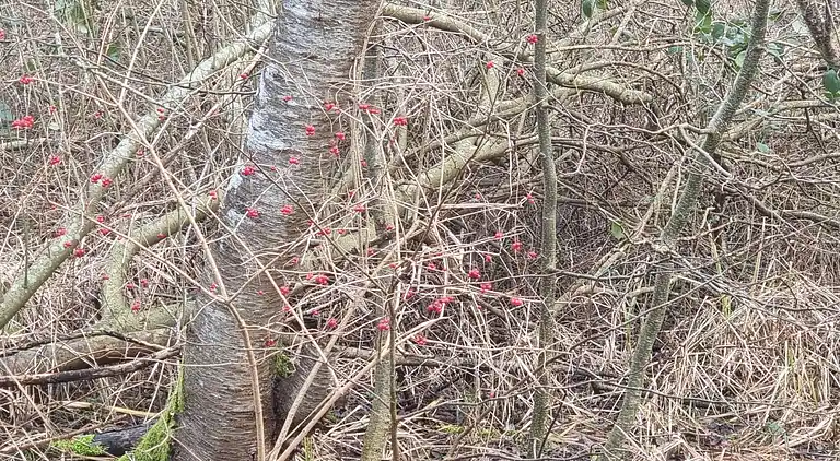 Sommerhus i Fugleslev