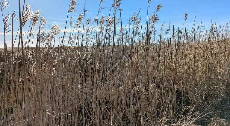 Sommerhus i Blåvand