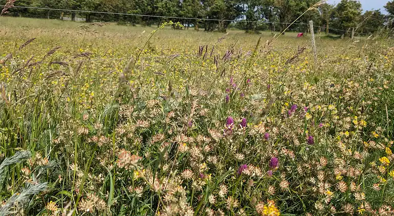 Holiday home in Ristinge