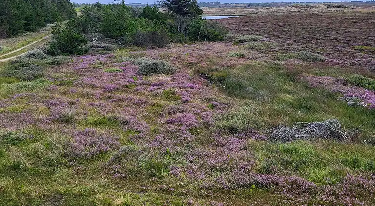 Holiday home in Snedsted