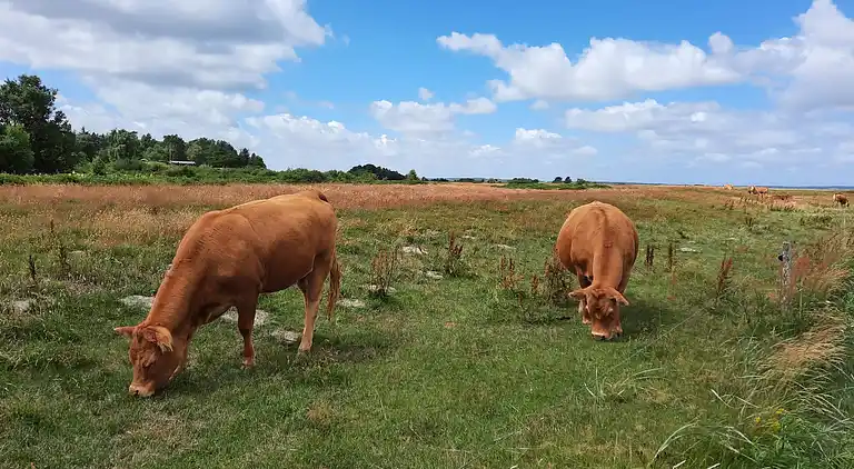 Sommerhus i Højslev