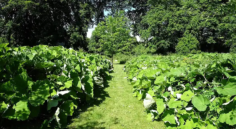 Sommerhus i Højslev