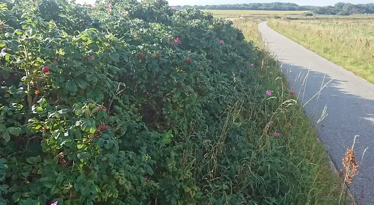 Casa vacanze in Nibe