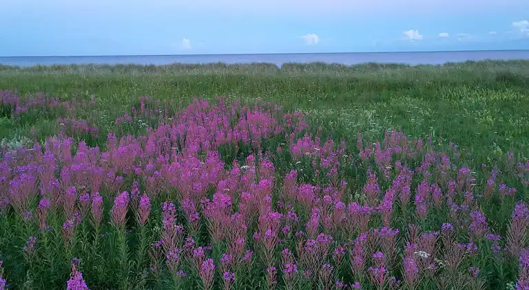 Feriebolig i Væggerløse