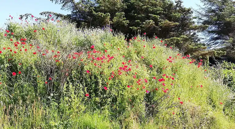 Feriebolig i Blokhus