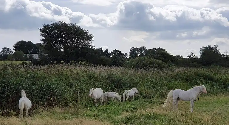 Holiday home in Nordborg