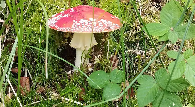 Feriebolig ved Helberskov Strand