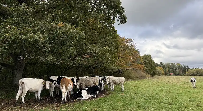 Hyggeligt sommerhus tæt på strand og natur
